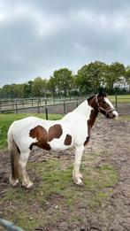 Super brave c pony!, Dieren en Toebehoren, Pony's, Merrie, Springpony, 11 jaar of ouder, L