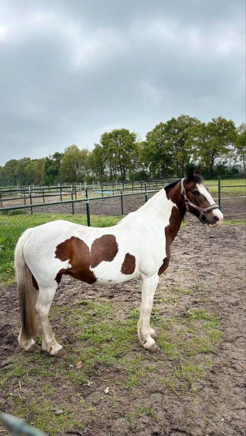 Super brave c pony!, Dieren en Toebehoren, Pony's, Merrie, L, C pony (1.27m tot 1.37m), Springpony, 11 jaar of ouder