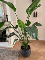 Kamerplant Strelitzia Nicolai, Huis en Inrichting, Kamerplanten, Ophalen, Overige soorten