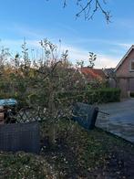 Appelboom rood en groen, Tuin en Terras, Planten | Bomen, Overige soorten, Lente, 100 tot 250 cm, Ophalen