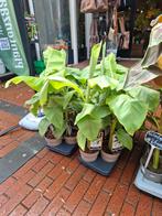 Musa Basjoo (Japanse vezelbanaan), Overige soorten, Vaste plant, Ophalen of Verzenden, Halfschaduw