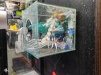 Klein aquarium van 12x12 cm, Ophalen, Zo goed als nieuw, Leeg aquarium