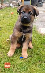 Mooie mechel x duitse pups. Mogen vanaf 1 augustus  weg., Dieren en Toebehoren, Honden | Herdershonden en Veedrijvers, Meerdere