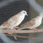 Bonte en rode lachduiven, Meerdere dieren, Tortelduif