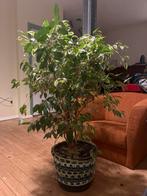 Ficus Benjamina 'Variegata' - kamerplant, Tuin en Terras, Vaste plant, Bloeit niet, Halfschaduw, Ophalen