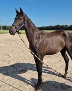Jaarling van for Ferrero, en veulen van Zo Special, Dieren en Toebehoren, Paarden, Merrie, Springpaard, Gechipt, 0 tot 2 jaar