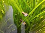 5helena slakken te koop 0,65pst, Dieren en Toebehoren, Vissen | Aquariumvissen, Slak of Weekdier