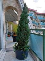 1 mooie grote conifeer/levensboom (Thuja), Ophalen, Conifeer, Struik, 100 tot 250 cm
