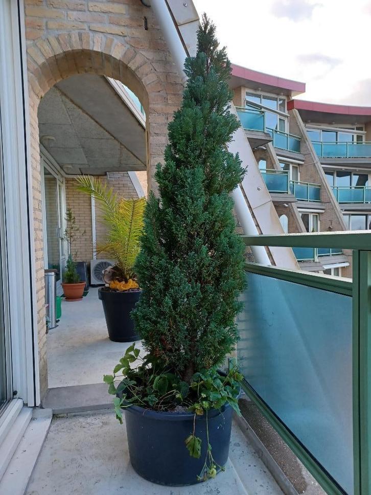 1 mooie grote conifeer/levensboom (Thuja), Tuin en Terras, Planten | Struiken en Hagen, Struik, Conifeer, 100 tot 250 cm, Ophalen