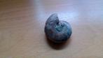 Fossiel Ammonite  2 zijden, Ophalen of Verzenden, Fossiel