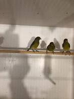 Wilde kanaries, Sirinus canaria, Dieren en Toebehoren, Vogels | Kanaries, Meerdere dieren, Kleurkanarie