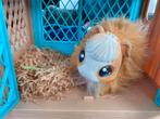 Little live pets cavia mama suprise, Ophalen, Gebruikt