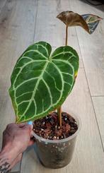 Anthurium magnificum, Ophalen