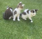 3 kittens per direct op te halen jonge poesjes, Dieren en Toebehoren, Katten en Kittens | Overige Katten, Meerdere dieren, Kortharig