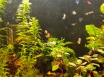 Meerdere endler guppies, Dieren en Toebehoren, Vissen | Aquariumvissen, Vis