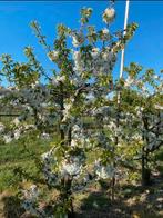 Prachtige oude kersenbomen laagstam, Tuin en Terras, Ophalen, Lente