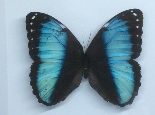 vlinder Morpho Deidamia, Verzamelen, Dierenverzamelingen, Nieuw, Opgezet dier, Insect, Ophalen of Verzenden