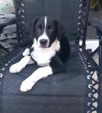 Lief zwart/wit reutje kruising Australian Shepherd puppy, Dieren en Toebehoren, Honden | Niet-rashonden, Reu, 8 tot 15 weken, Meerdere
