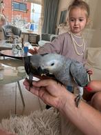 Grijze roodstaart jongen tam, Dieren en Toebehoren, Meerdere dieren, Papegaai, Tam
