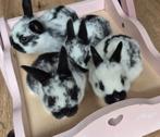 Konijn, Dieren en Toebehoren, Konijnen, Mannelijk, Dwerg