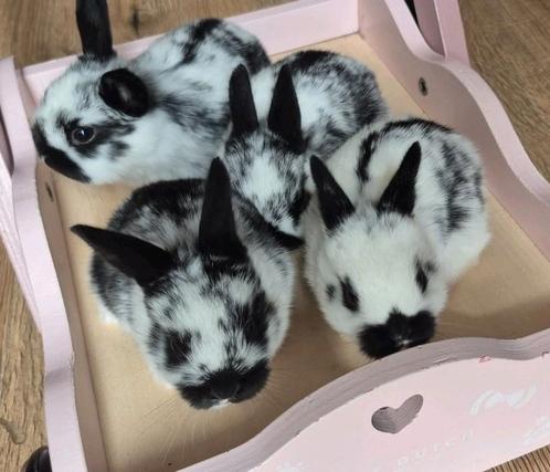 Konijn, Dieren en Toebehoren, Konijnen, Dwerg, Mannelijk