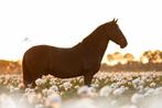Eigen beheer plek of pensionstal gezocht, Dieren en Toebehoren, Stalling en Weidegang, 2 of 3 paarden of pony's