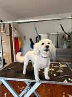 Lieve dekreu beschikbaar – Maltezer x Bichon (Lucky), 6 jaar of ouder, Rabiës (hondsdolheid), Reu, Eén hond