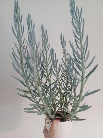 Kruiskruid (Senecio 'Mount Everest') beschikbaar voor biedingen