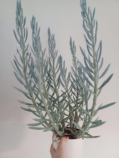 Kruiskruid (Senecio 'Mount Everest'), Huis en Inrichting, Kamerplanten, Vetplant, Minder dan 100 cm, Groene kamerplant, Volle zon