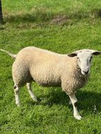 te koop swifter  ram /ooi lammeren, Dieren en Toebehoren, Schapen, Geiten en Varkens, Meerdere dieren, Schaap, 0 tot 2 jaar