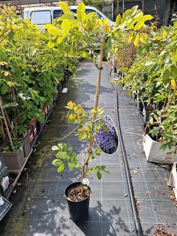 Wisteria prolific, blauwe regen 100 cm hoog, mooi vertakt! beschikbaar voor biedingen