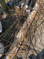 geitenvoer wilg wilgen tenen gratis, Meerdere dieren, Geit