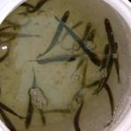 Spiering levend! 0,50 cent per stuk!, Ophalen of Verzenden, Nieuw, Overige typen