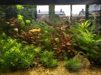 Gratis guppies, Ophalen, Zo goed als nieuw, Gevuld zoetwateraquarium