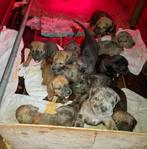 Mooie  gezonde pups te koop, Dieren en Toebehoren, Honden | Niet-rashonden, 15 weken tot 1 jaar, CDV (hondenziekte), Teef, Groot