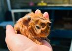 Cavia’s 4 weken oud, in koper kleur, Dieren en Toebehoren, Knaagdieren, Meerdere dieren, Cavia, Na 1 juli 2024