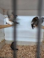 Japanse meeuwen, Dieren en Toebehoren, Vogels | Overige Vogels, Meerdere dieren