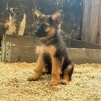 Oud-Duitse Herder pups, 8 tot 15 weken, Meerdere, Meerdere dieren, Herder