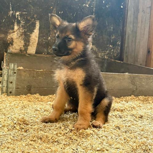 Oud-Duitse Herder pups, Dieren en Toebehoren, Honden | Herdershonden en Veedrijvers, Meerdere dieren, Herder, Particulier, Meerdere