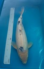 Pearl sanke, Dieren en Toebehoren, Karper of Koi