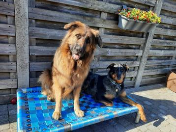 Hondenmand hondenkussen hondenstretcher bench puppy bull dog beschikbaar voor biedingen