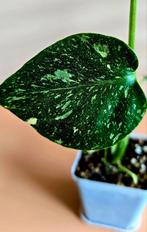Monstera Thai Constellation – babyplant, Ophalen of Verzenden, Overige soorten, Minder dan 100 cm