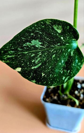 Monstera Thai Constellation – babyplant beschikbaar voor biedingen