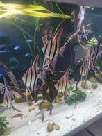 Altum , maanvissen, aquariumvissen, Vis