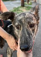 ZEER URENT SONYA MIDDELMAAT WIL LIEFDE EN WARMTE, Dieren en Toebehoren, Honden | Niet-rashonden, Particulier, 1 tot 2 jaar, Buitenland