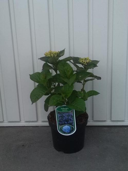hortensia hydrangea macrophylla nikko blue, Tuin en Terras, Planten | Tuinplanten, Vaste plant, Overige soorten, Zomer, Ophalen