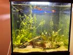 Klein aquarium met vissen, garnaaltjes en alle accessoires, Ophalen, Gevuld zoetwateraquarium