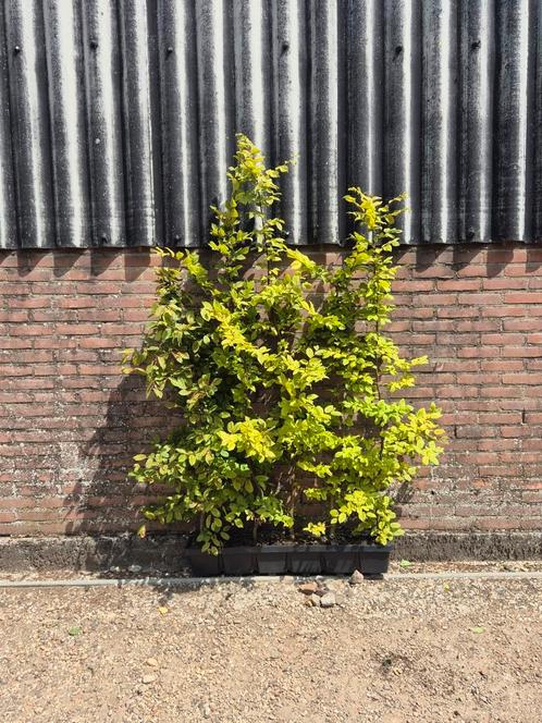 Kant en klare hagen in Container, Tuin en Terras, Planten | Bomen, Ophalen of Verzenden