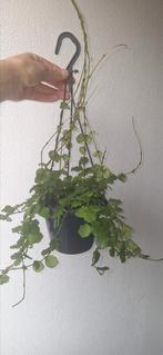 Hoya endauensis, Ophalen of Verzenden, Halfschaduw, Minder dan 100 cm