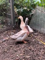 Saksische loopeenden, Dieren en Toebehoren, Pluimvee, Meerdere dieren, Eend